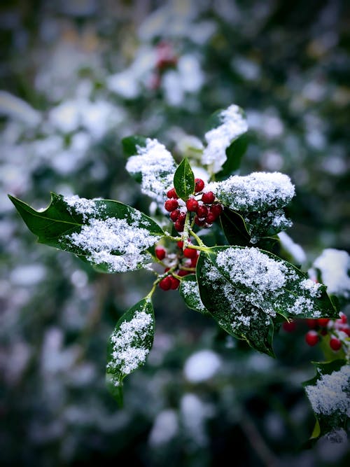 冬季, 冬青, 垂直拍攝 的 免費圖庫相片
