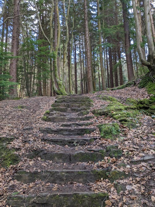 계단, 길, 나뭇잎의 무료 스톡 사진
