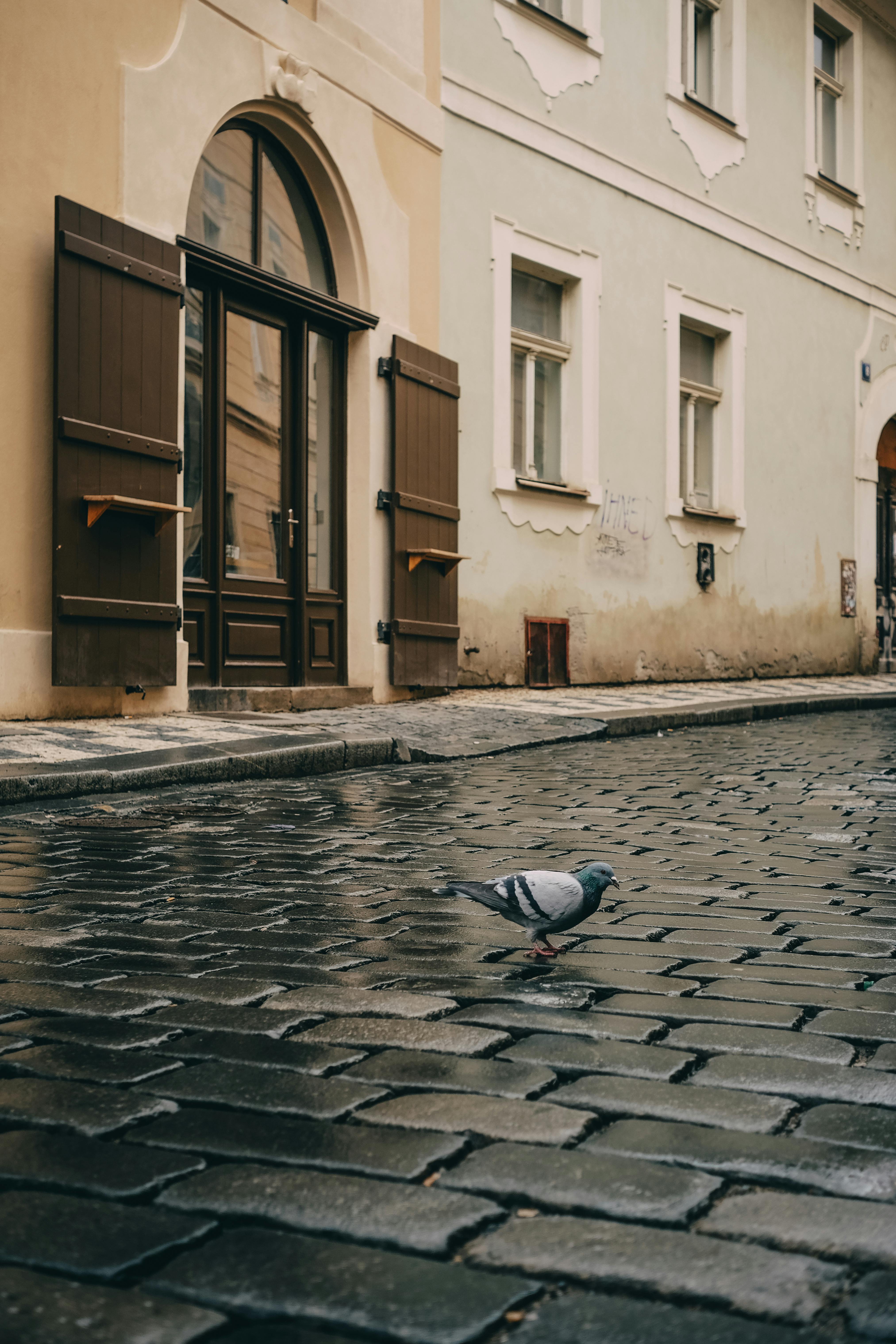 A pigeon walks on a cobblestone street by a building with wooden shutters.