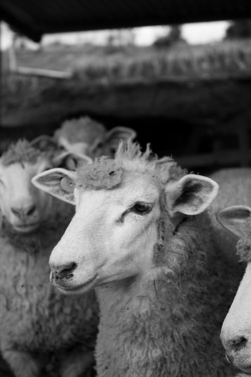 Portrait of Sheep in Black and White