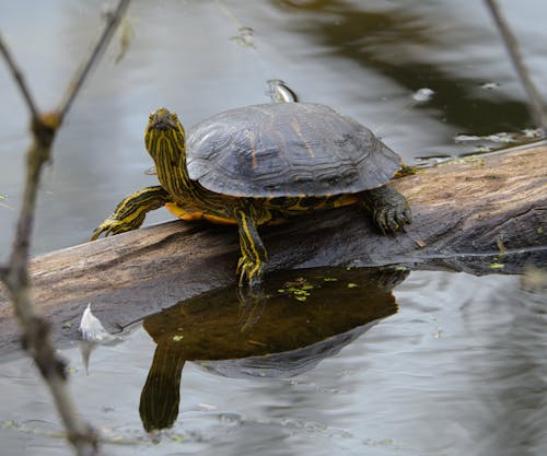 Turtle on Tree Trunk on Lake