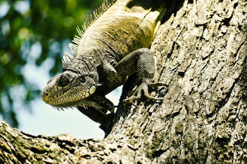 Δωρεάν στοκ φωτογραφιών με iguana, άγρια φύση, άγριος