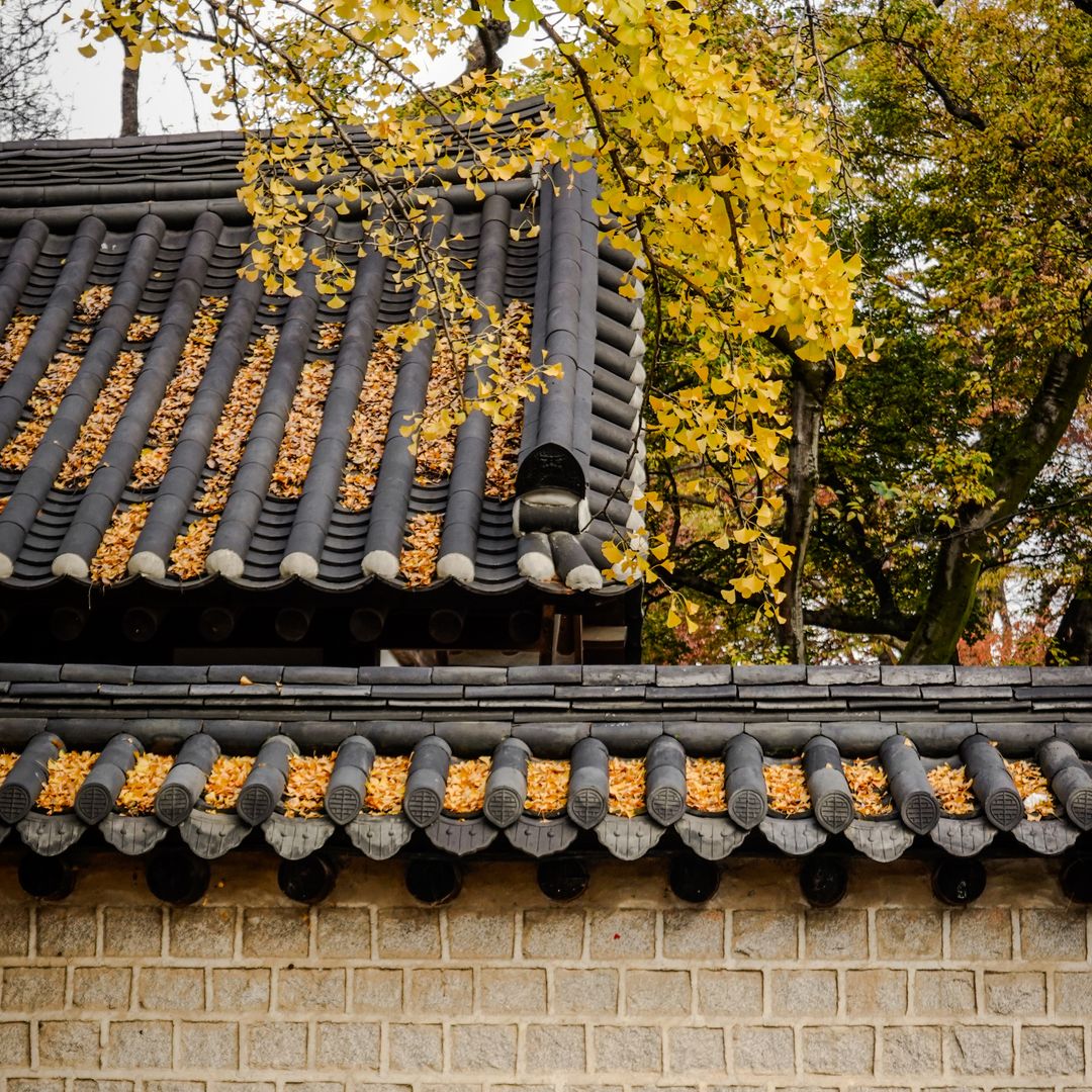 Public Transport Routes and Seasonal Foliage Access for Korea Autumn Travel