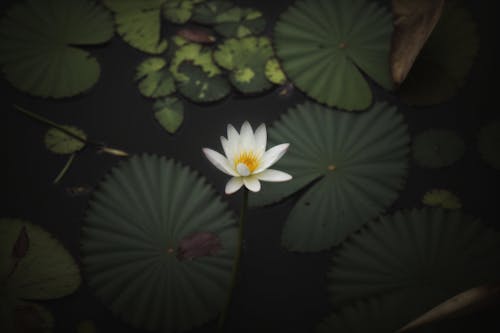 White water lily in bloom