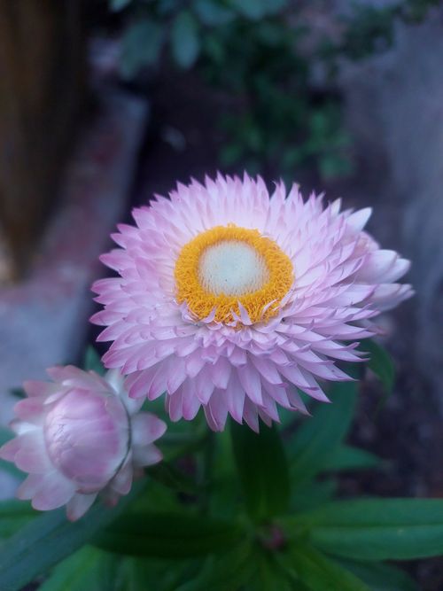 Free Vibrant pink strawflower with a yellow center in an outdoor garden setting. Stock Photo