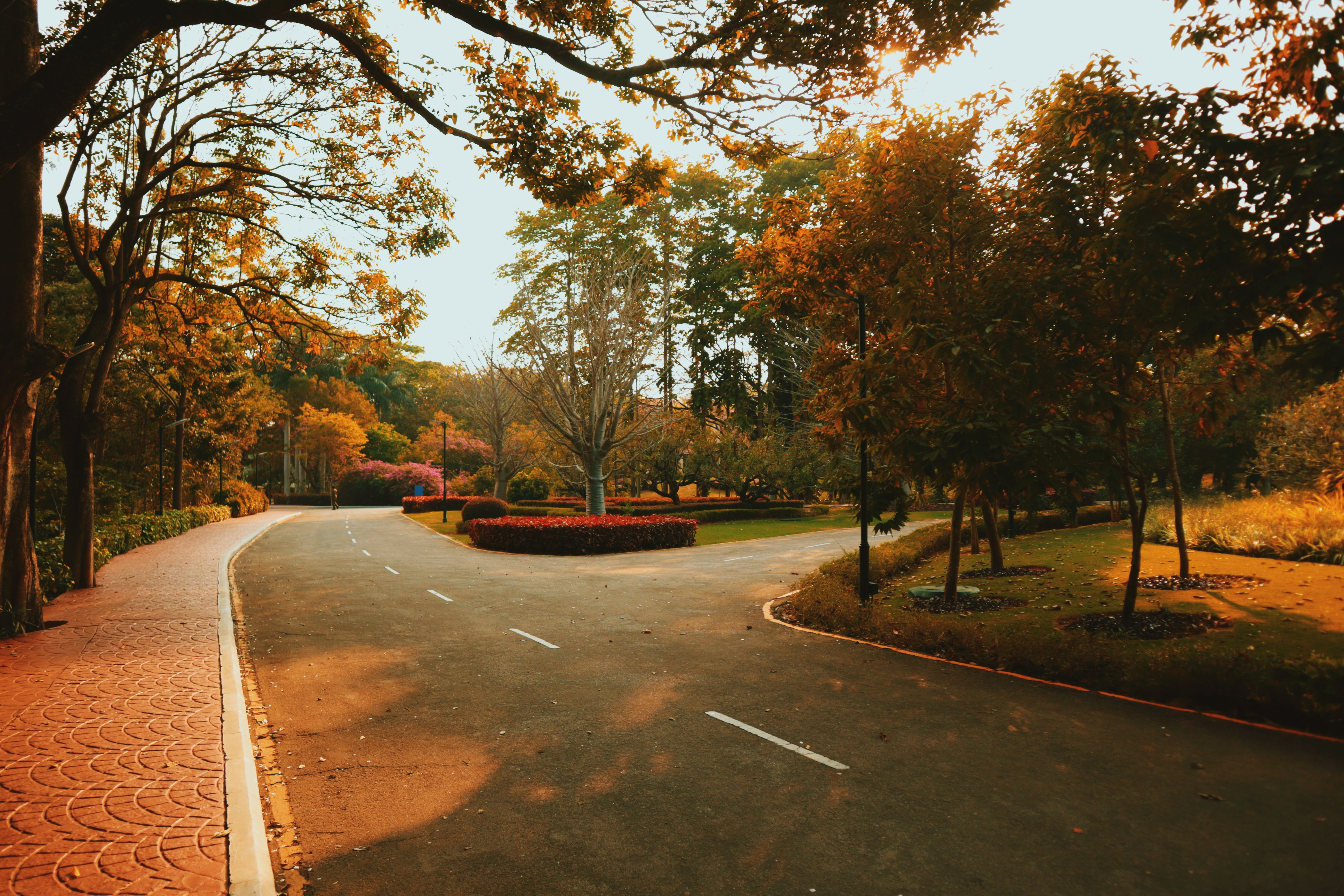 two roads diverging forest path