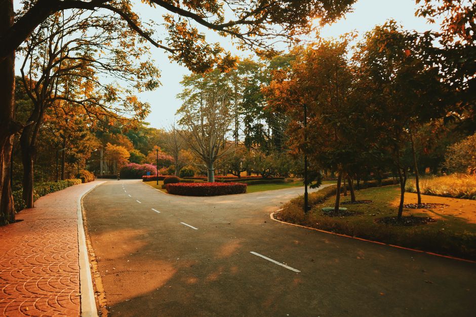 two roads diverging forest path