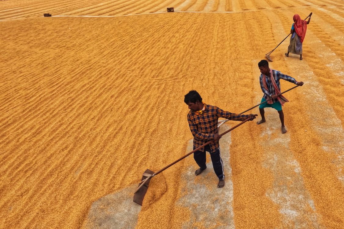 Paddy lining. · Free Stock Photo