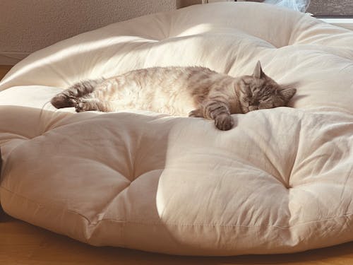 A cat laying on a large round cushion