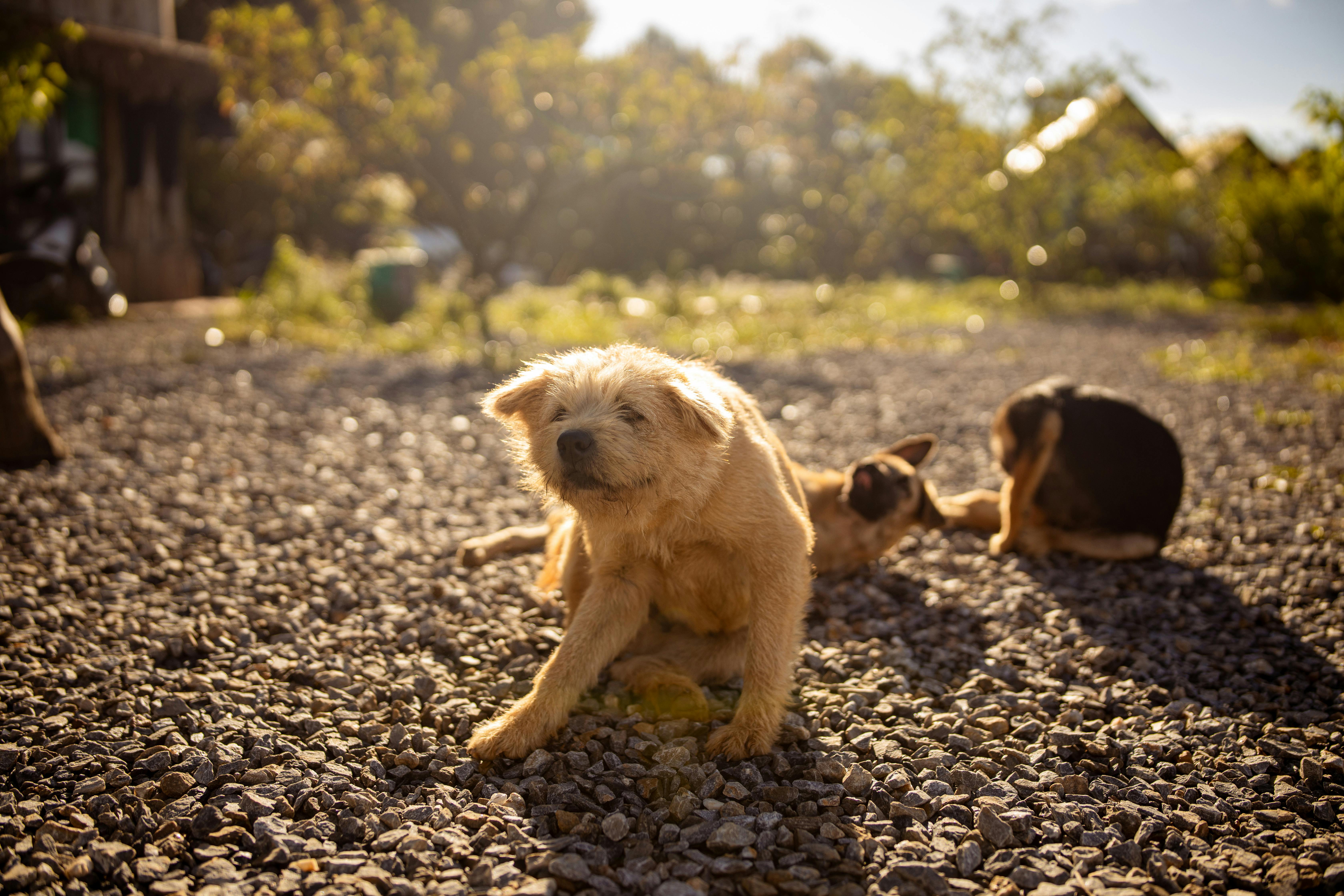 Flea Allergy Dermatitis: Why One Flea Bite Can Make Your Pet Miserable