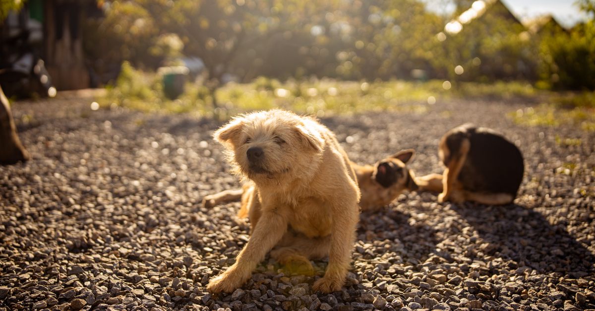 Why Your Dog's Itchy Skin Isn't Actually an Allergy (The Overlooked Culprit Vets Check Second)