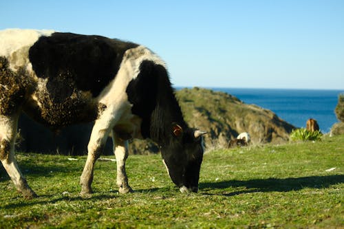 Darmowe zdjęcie z galerii z fotografia zwierzęcia, krowa, morze