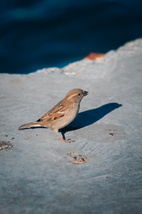 Immagine gratuita di fotografia di animali, fotografia naturalistica, natura