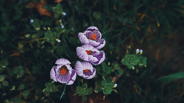 Saint-Martin-en-Bresse