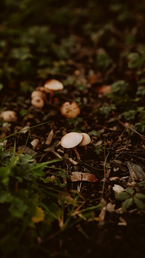 Mushrooms in a Forest 
