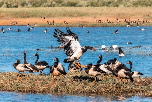 Kostenloses Stock Foto zu elster, fliegen, gänse