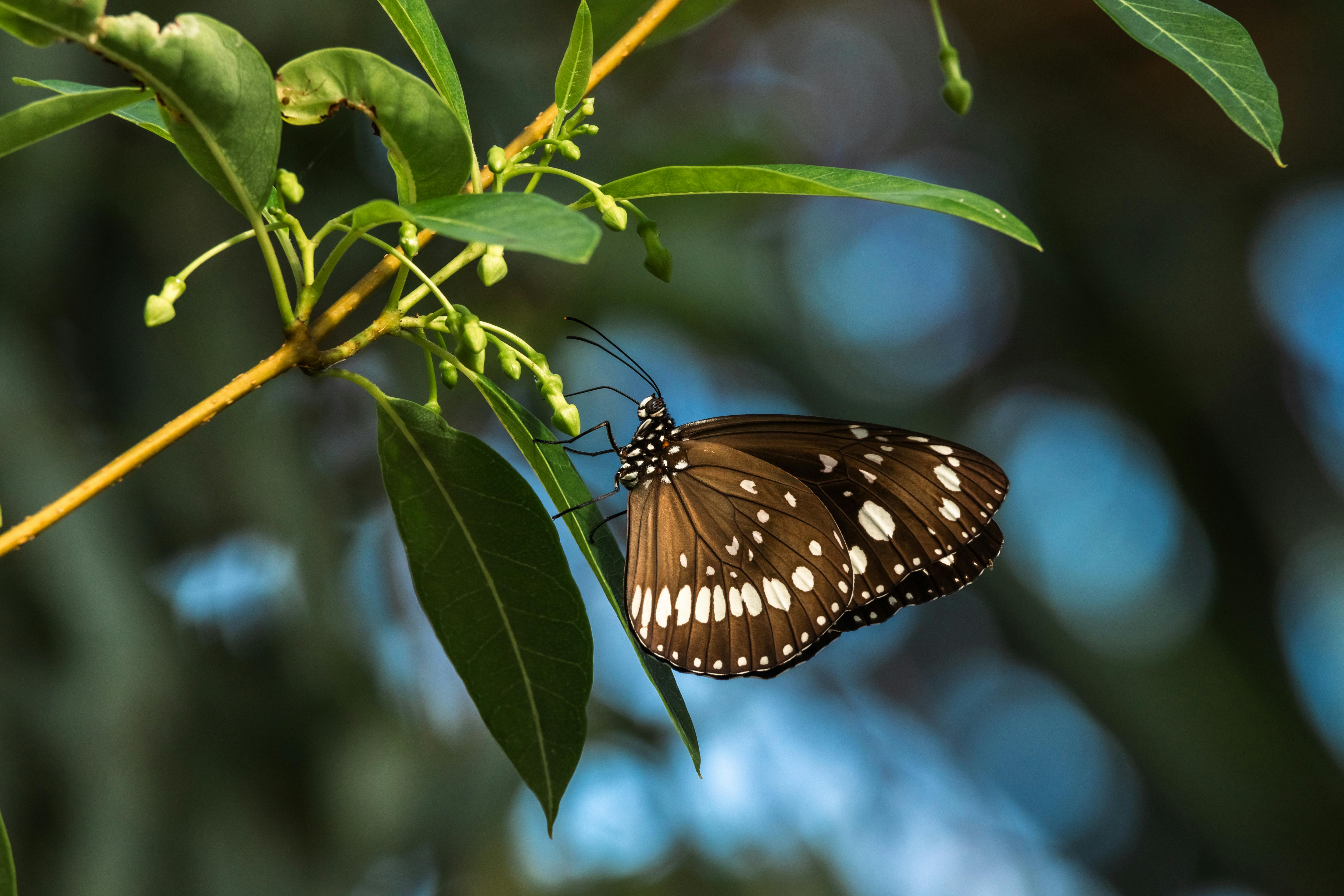 Close-up of a common crow butterfly resting on a green leaf in natural light.