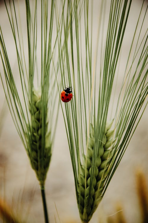 A ladybug is sitting on top of a wheat plant