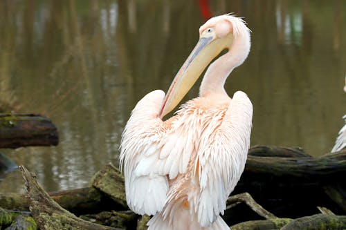 Бесплатное стоковое фото с большой белый пеликан, бревна, вода