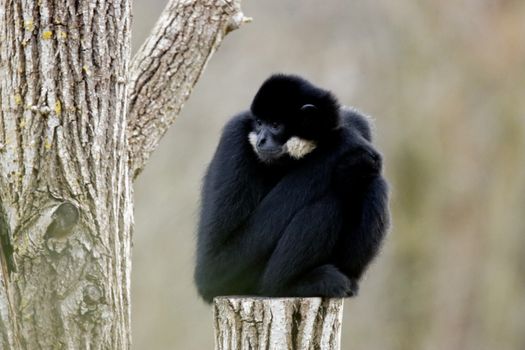 Black crested gibbon sitting on a tree stump, showcasing its fluffy dark fur in a natural setting.