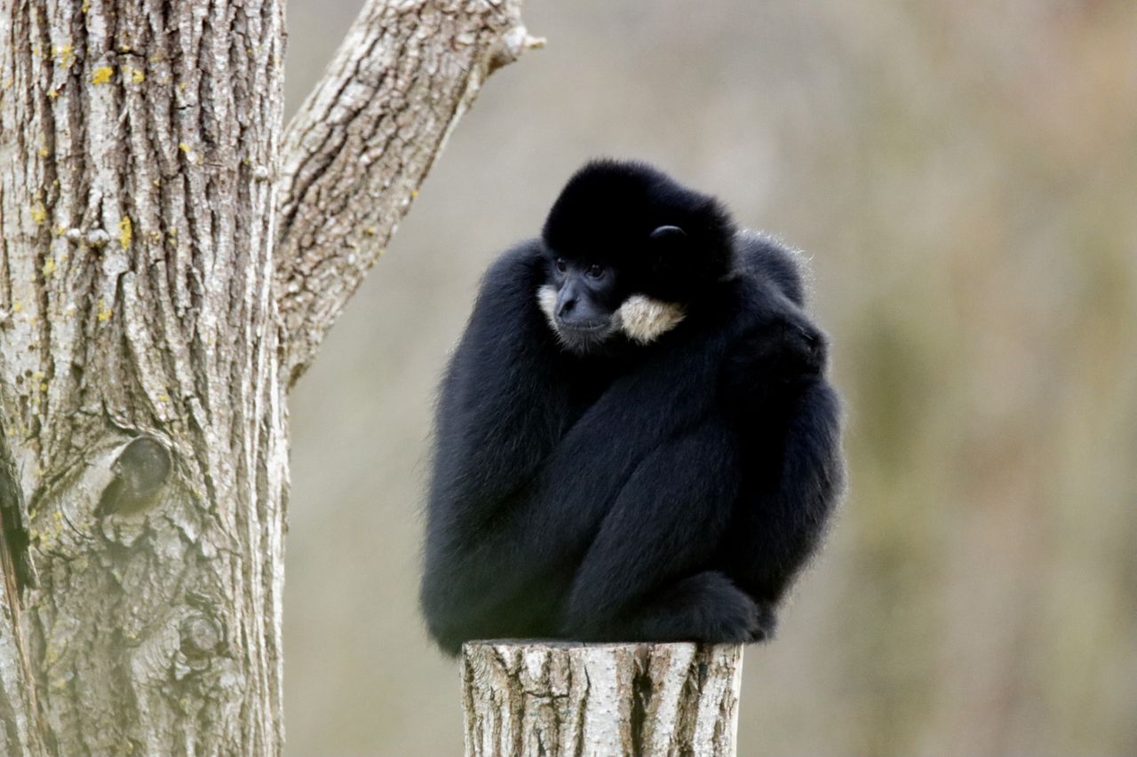black crested gibbon sitting on a tree stump showcasing its fluffy dar