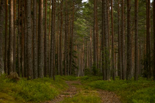 Trail through a pine forest in a sunny afternoon