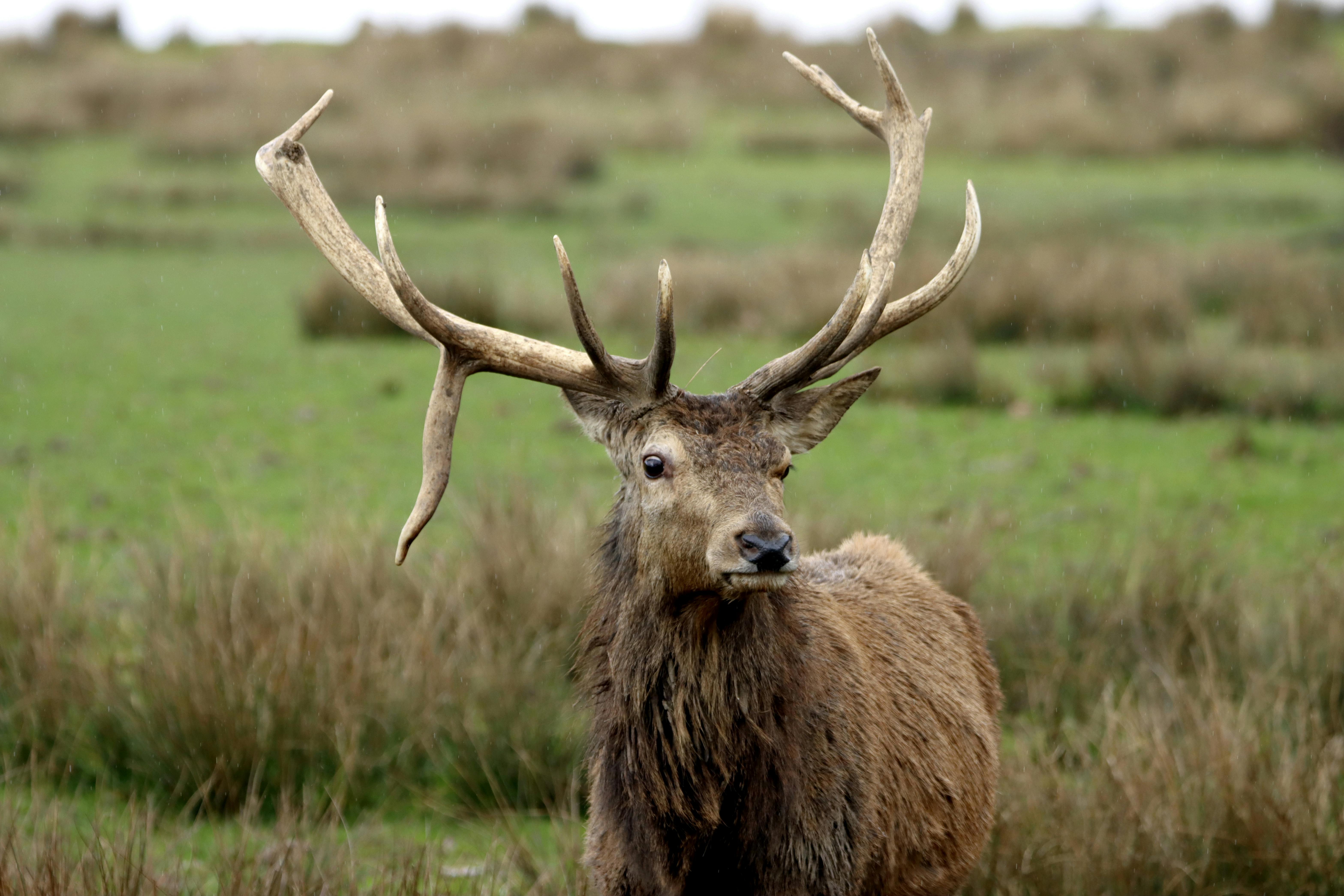 Close-up of a red deer stag with large antlers in a grassy field.
