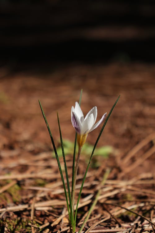 A single white flower is growing in the woods