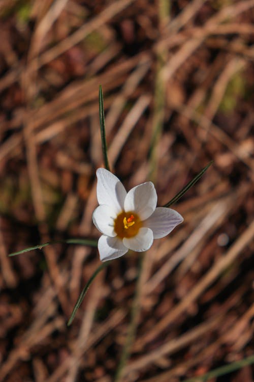 A single white flower is growing in the middle of the ground