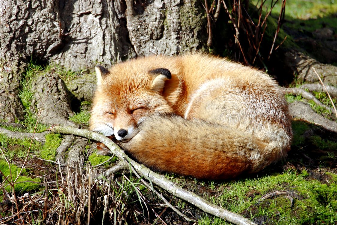Sleepy Tree Fox Sleeping by Tree · Free Stock Photo