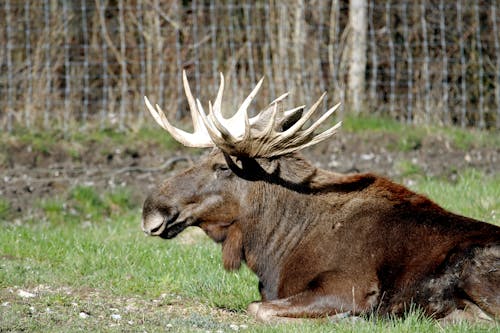 A moose laying down in the grass with its horns out
