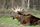 moose