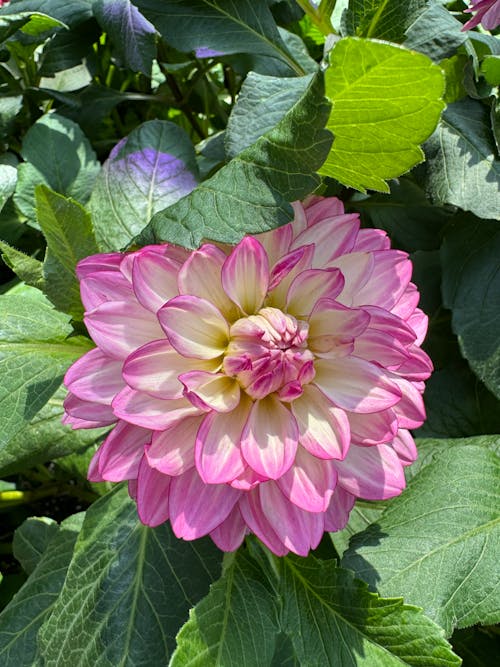 A pink and white dahlia flower with green leaves