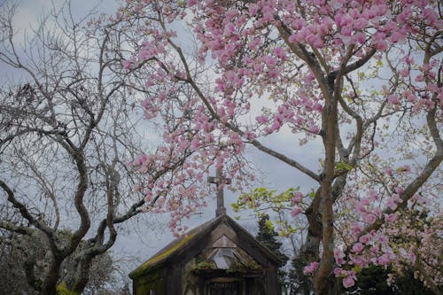 Photo of a Pink Magnolia Tree near a Tomb on a Cemetery 