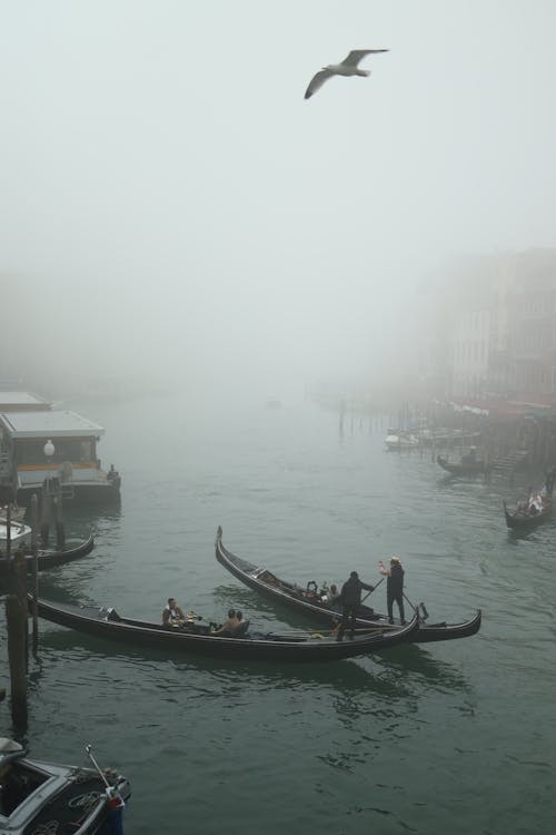 A foggy day with boats and birds