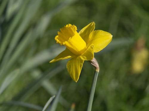 Daffodil in thesun.