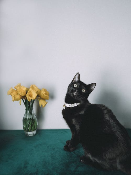 A black cat sitting on a green table with yellow flowers