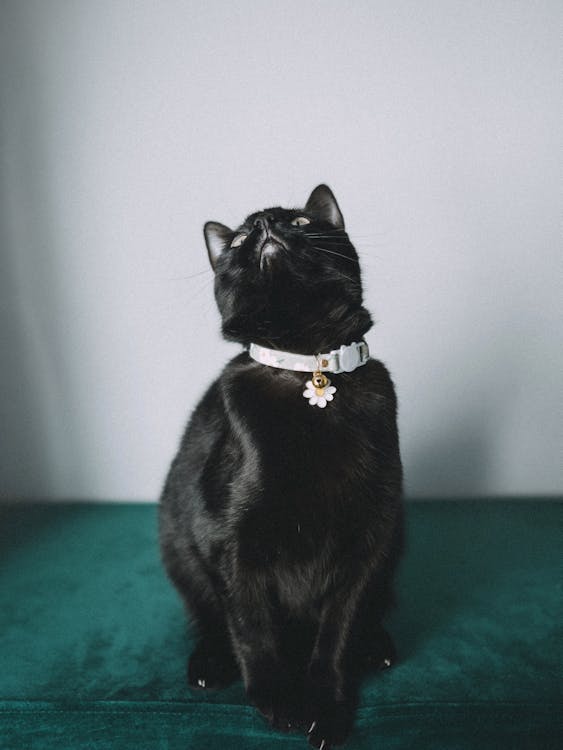 A black cat sitting on a green couch with a collar