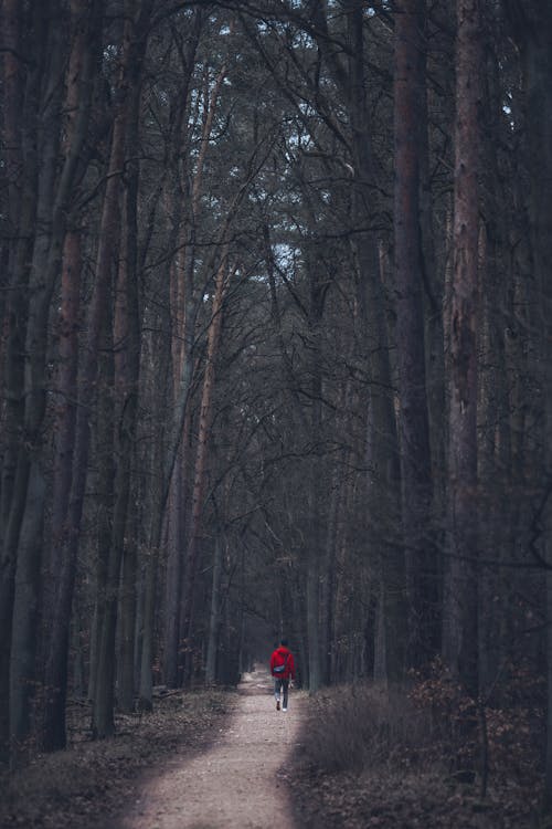 Hiker on a Forest Path