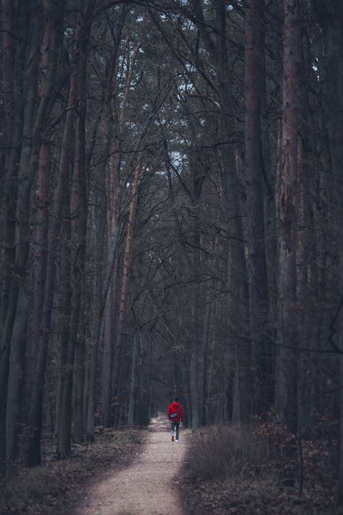 Imagine de stoc gratuită din arbori veșnic verzi, cale, cărare