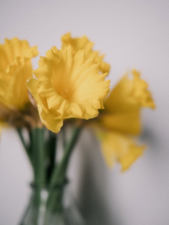 A close up of yellow daffodils in a vase