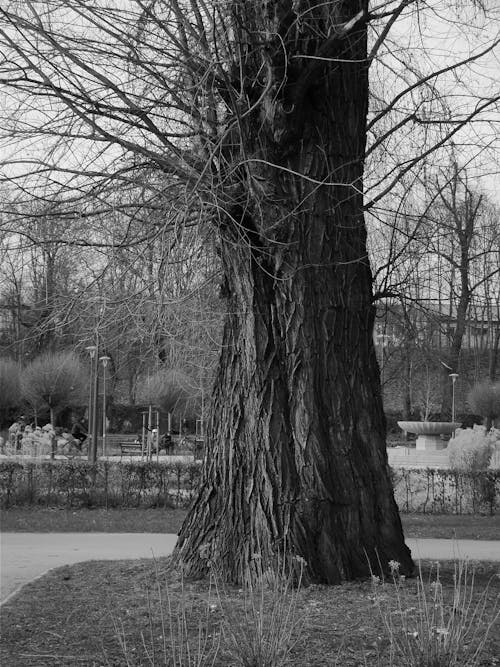 A black and white photo of a tree in a park