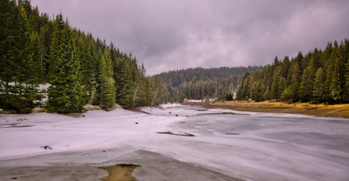 ağaçlar, bulutlu, buz içeren Ücretsiz stok fotoğraf