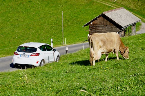 Kostenloses Stock Foto zu alpenkuh, kuh, liechtenstein