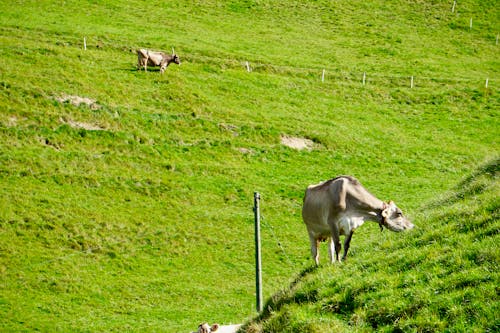 Immagine gratuita di alpi, liechtenstein, mucca