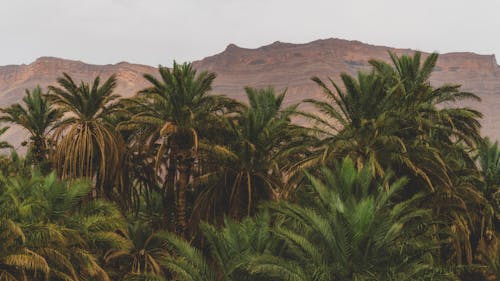 Eşsiz Atlas Dağları Ve Vahşi Palmiyeler