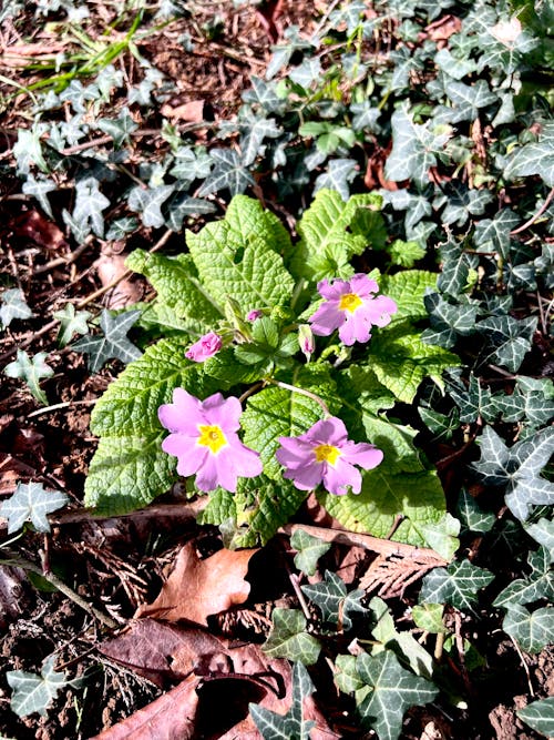 Darmowe zdjęcie z galerii z estetyczny, ogród botaniczny, ogrody botaniczne