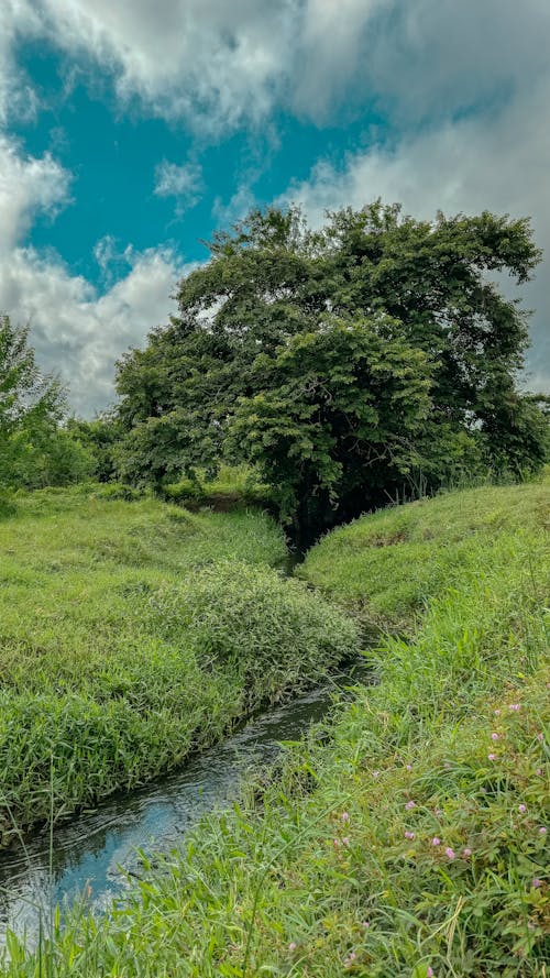 A stream runs through a grassy field with trees