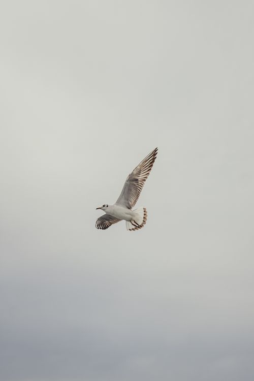 Free Graceful seagull flying high in the overcast sky, showcasing nature's beauty. Stock Photo