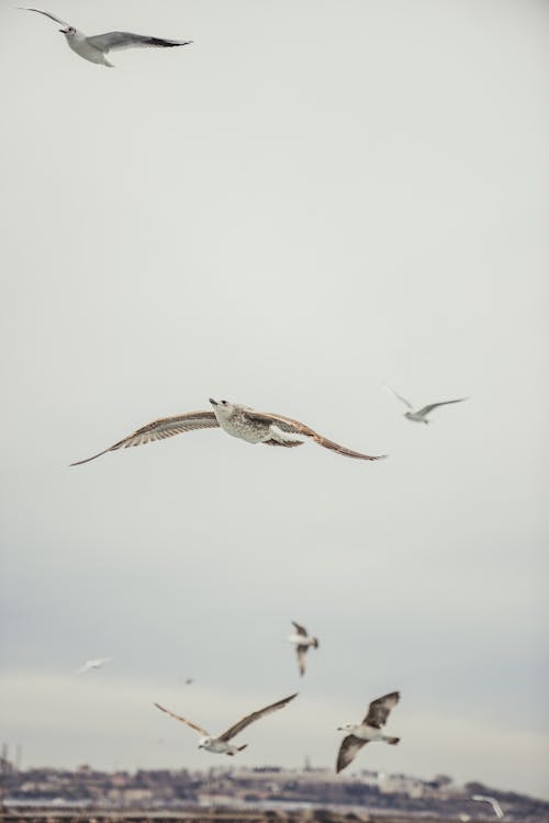 คลังภาพถ่ายฟรี ของ การบิน, ทะเล, นก